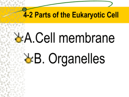 4-2 Parts of the Eukaryotic Cell