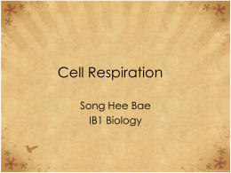 Cell Respiration - Life is a journey: Mr. T finding his way