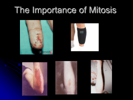 Importance of Mitosis - Mrs. Sugden's Classes