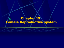 Chapter 19 Female Reproductive system