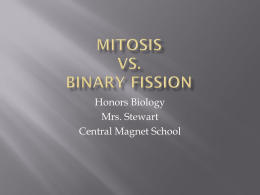 Mitosis vs. binary fission