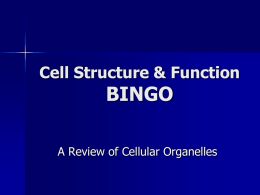 Cell Structure & Function BINGO