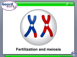 Fertilization and meiosis
