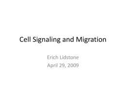 Cell Signaling and Migration