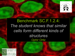 Benchmark SC.F.1.2.4: The student knows that similar cells