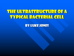 The Ultrastructure Of A Typical Bacterial Cell