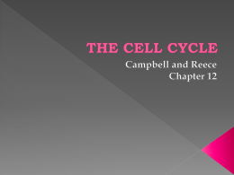 THE CELL CYCLE - Anderson School District One