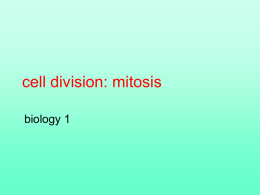 cell division: mitosis - College of the Atlantic