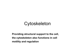Cytoskeleton - Marengo Community High School District 154