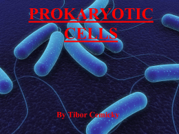 PROKARYOTIC CELLS - Life is a journey: Mr. T finding his way