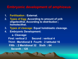 Embryonic development of amphioxus