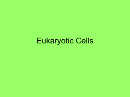 Eukaryotic Cells - Summit Public Schools
