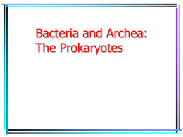 Prokaryotes and the origins of Metabolic Diversity