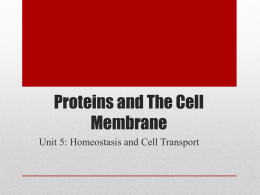 Proteins and The Cell Membrane