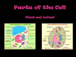 Parts of the Cell Plant and Animal