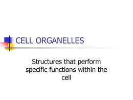 CELL ORGANELLES - Indiana University