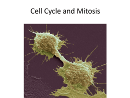Cell Cycle, Mitosis, and Meiosis