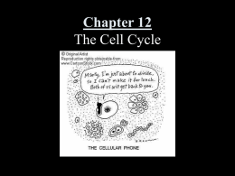 PowerPoint Presentation - Chapter 12 The Cell Cycle