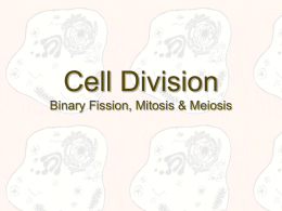 Cell Division Binary Fission, Mitosis & Meiosis