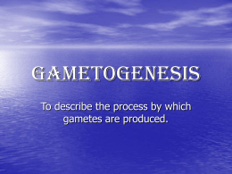Gametogenesis - NCEA Level 2 Biology