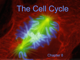 The Cell Cycle - Bio-Guru