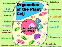 Organelles of the Plant Cell - University of Central Oklahoma