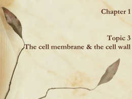 Chapter 1 The cell membrane & the cell wall