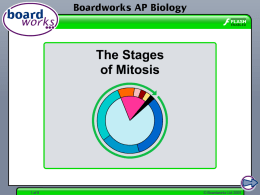 The Stages of Mitosis