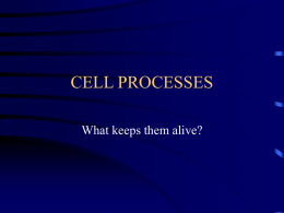 CELL PROCESSES