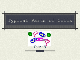 Typical Parts of Cells - Miss Stanley Cyber Classroom