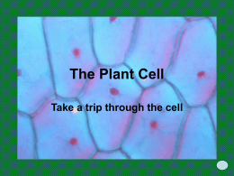 The Plant Cell - Eastern STANYS