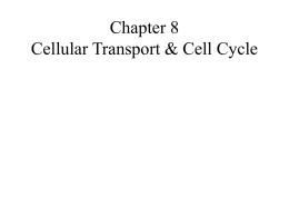 Chapter 8 Cellular Transport & Cell Cycle