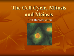 The Cell Cycle, Mitosis and Meiosis