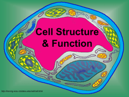 Cell Structure & Function - Woodcliff Lake Public Schools