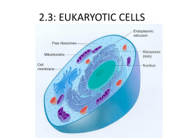 2.3: EUKARYOTIC CELLS - HS Biology IB beautiful biology