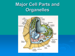 Major Cell Parts and Organelles