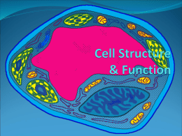 Cells - The Bio Enigma