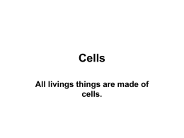 Cells - Barbados SDA Secondary