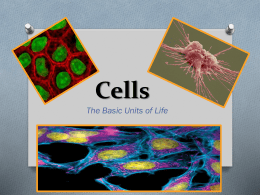 Cells - Mr. Hebert