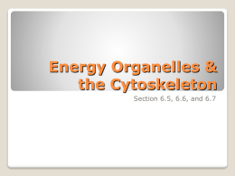 Energy Organelles & the Cytoskeleton