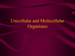 Unicellular and Multicellular Organisms