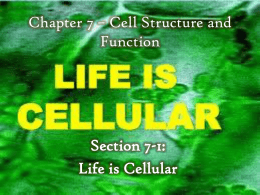 Chapter 7 – Cell Structure and Function