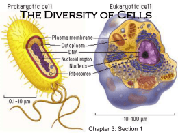 The Diversity of Cells