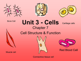 Unit 3 - Cells