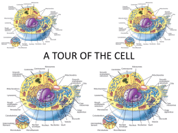 A TOUR OF THE CELL - Great Neck Public Schools