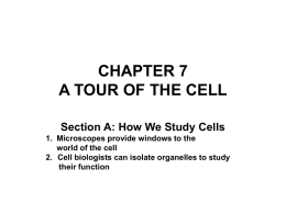 CHAPTER 7 A TOUR OF THE CELL