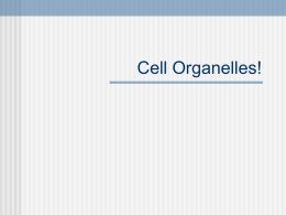 Cell Organelles!
