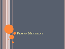 Plama Membrane