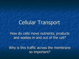 How do materials move in and out of a cell?
