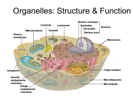 Organelles: Structure & Function